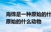 海绵是一种原始的什么动物 海绵宝宝是一种原始的什么动物