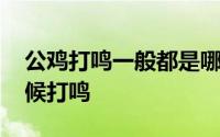 公鸡打鸣一般都是哪些时间 公鸡一般什么时候打鸣