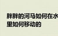 胖胖的河马如何在水里运动 胖胖的河马在水里如何移动的