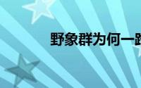 野象群为何一路北上专家解读