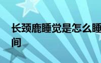 长颈鹿睡觉是怎么睡的 长颈鹿每天睡多长时间