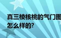 真三棱核桃的气门图片,真三棱核桃的气门是怎么样的?