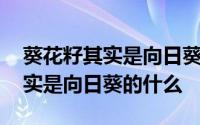 葵花籽其实是向日葵的什么根果实 葵花籽其实是向日葵的什么