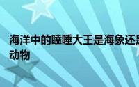 海洋中的瞌睡大王是海象还是海豚 海洋中的瞌睡大王是什么动物