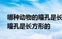 哪种动物的瞳孔是长方形正方形 哪种动物的瞳孔是长方形的