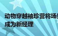 动物穿越袖珍营将场景转移到营地在那里您将成为新经理