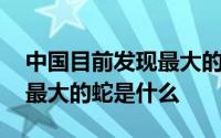 中国目前发现最大的蛇有多大 中国目前发现最大的蛇是什么