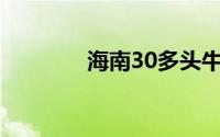 海南30多头牛被雷击中毙命