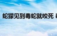 蛇獴见到毒蛇就咬死 毒蛇为什么咬不死蛇獴