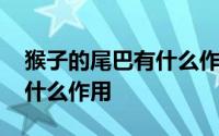 猴子的尾巴有什么作用是什么 猴子的尾巴有什么作用