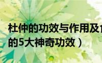 杜仲的功效与作用及食用方法（你必须要知道的5大神奇功效）