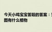 今天小鸡宝宝答题的答案：岁寒三友图中的植物是岁寒三友图有什么植物