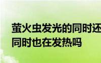 萤火虫发光的同时还发热吗 萤火虫在发光的同时也在发热吗