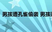 男孩遭孔雀偷袭 男孩遭孔雀偷袭是怎么回事