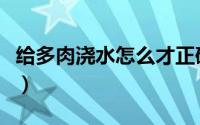 给多肉浇水怎么才正确（怎么正确给多肉浇水）