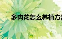 多肉花怎么养植方法（多肉花怎么养）