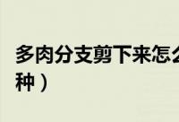 多肉分支剪下来怎么种（多肉分支剪下来如何种）