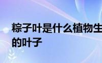 粽子叶是什么植物生长的 粽子叶是什么植物的叶子