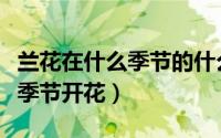 兰花在什么季节的什么时候开花（兰花在哪个季节开花）