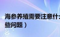 海参养殖需要注意什么（海参养殖需要注意哪些问题）