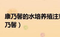 康乃馨的水培养殖注意事项（如何水培养殖康乃馨）