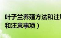 叶子兰养殖方法和注意事项（叶子兰如何养殖和注意事项）