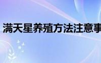 满天星养殖方法注意事项（满天星怎么养殖）