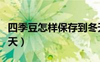 四季豆怎样保存到冬天（四季豆如何保存到冬天）