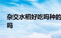 杂交水稻好吃吗种的面积大吗 杂交水稻好吃吗