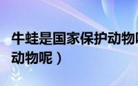 牛蛙是国家保护动物吗（牛蛙是不是国家保护动物呢）