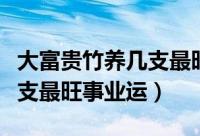 大富贵竹养几支最旺事业运（大富贵竹养多少支最旺事业运）