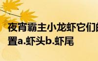 夜宵霸主小龙虾它们的心脏长在身体的什么位置a.虾头b.虾尾