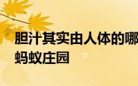 胆汁其实由人体的哪一个器官分泌的 7月9日蚂蚁庄园