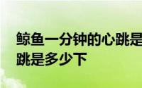 鲸鱼一分钟的心跳是多少下 鲸鱼一分钟的心跳是多少下