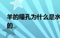 羊的瞳孔为什么是水平 羊的瞳孔为什么是方的