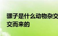 骡子是什么动物杂交来的 骡子是什么动物杂交而来的