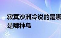 寂寞沙洲冷说的是哪一种鸟 寂寞沙洲冷说的是哪种鸟