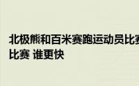 北极熊和百米赛跑运动员比赛谁快 北极熊和百米赛跑运动员比赛 谁更快 