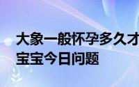 大象一般怀孕多久才能生下一个象宝宝 小鸡宝宝今日问题