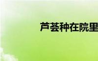 芦荟种在院里冬天会冻死吗