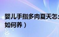 婴儿手指多肉夏天怎么养（婴儿手指多肉夏天如何养）