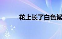 花上长了白色絮状物是怎么回事