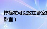 柠檬花可以放在卧室里吗（柠檬花适不适合放卧室）