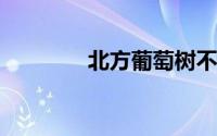 北方葡萄树不下架如何过冬