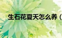 生石花夏天怎么养（生石花夏天如何养）