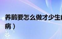 养鹅要怎么做才少生病（养鹅要如何做才少生病）