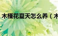 木槿花夏天怎么养（木槿花夏天的养殖技巧）