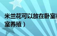 米兰花可以放在卧室养吗（米兰花能不能放卧室养殖）