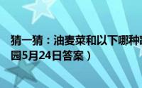 猜一猜：油麦菜和以下哪种蔬菜是“亲戚”（支付宝蚂蚁庄园5月24日答案）