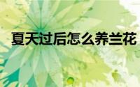 夏天过后怎么养兰花（夏天如何养护兰花）